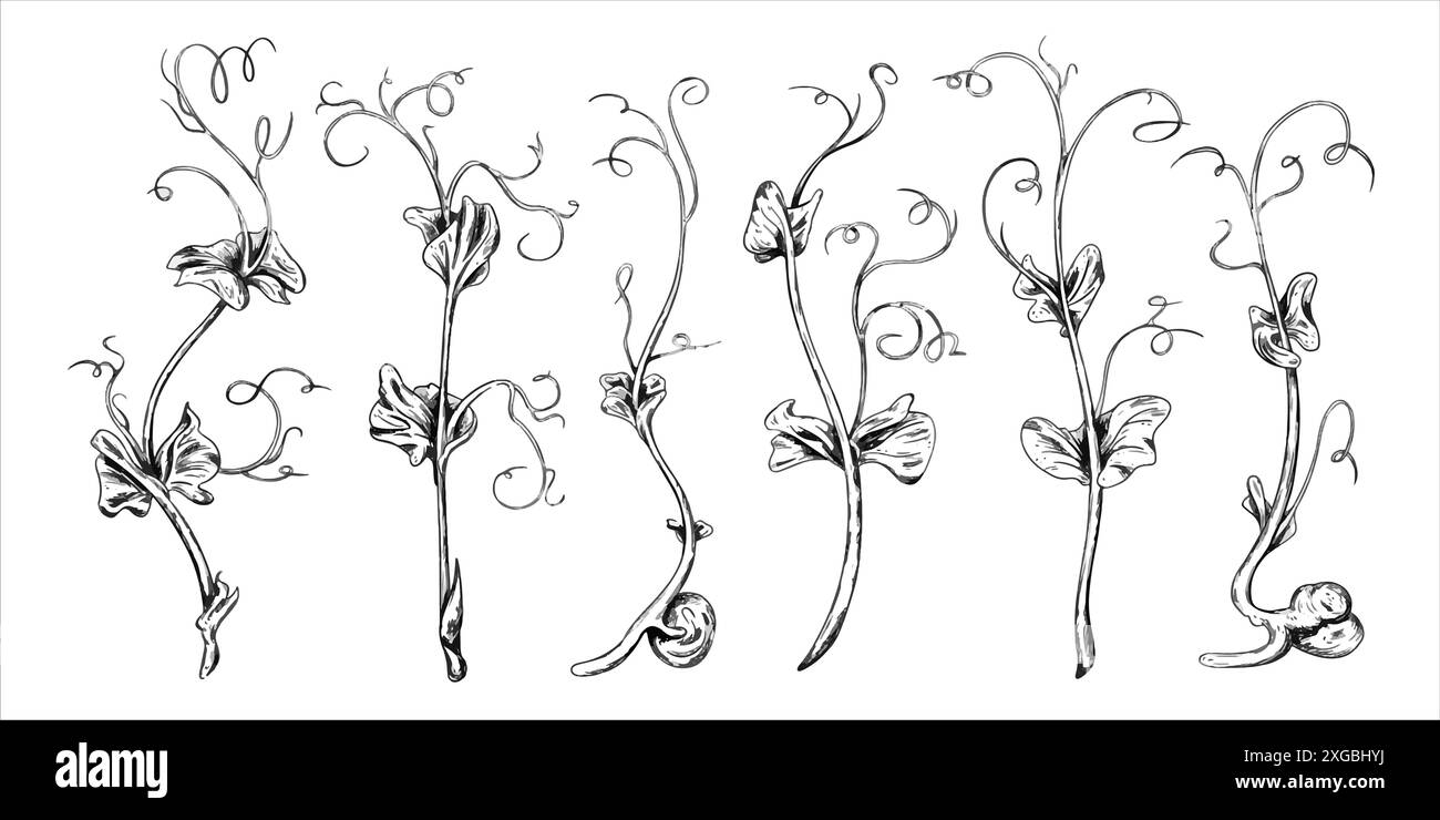 Illustration de micro-pois verts dans le style aquarelle. Jeunes plants de graines, feuilles comestibles, un aliment sain. Illustration vectorielle, dessinée à la main en dessin au trait Illustration de Vecteur
