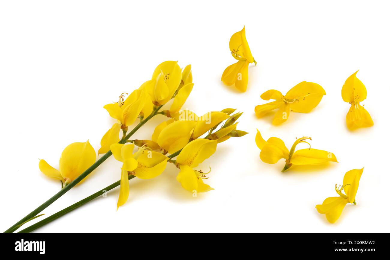 Fleurs genêt isolé sur fond blanc Banque D'Images