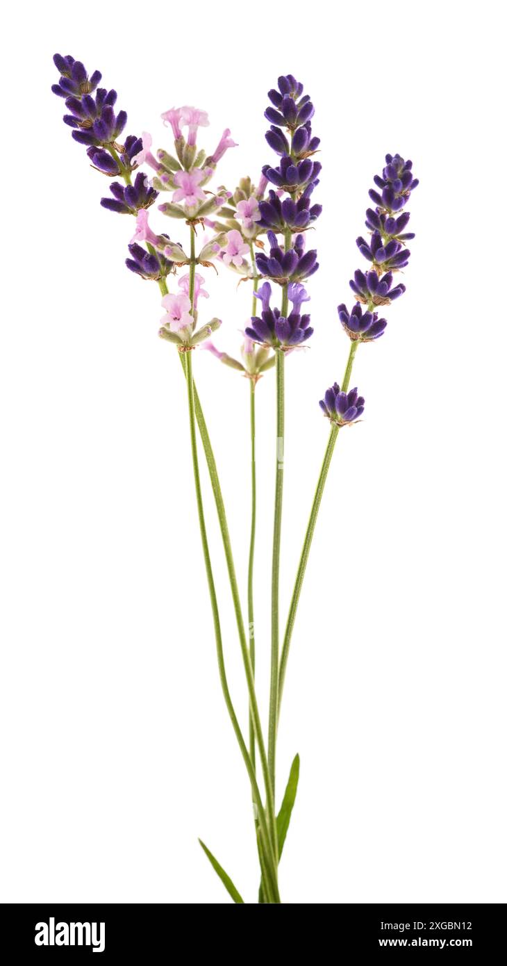 Bouquet de fleurs de lavande isolé sur fond blanc Banque D'Images