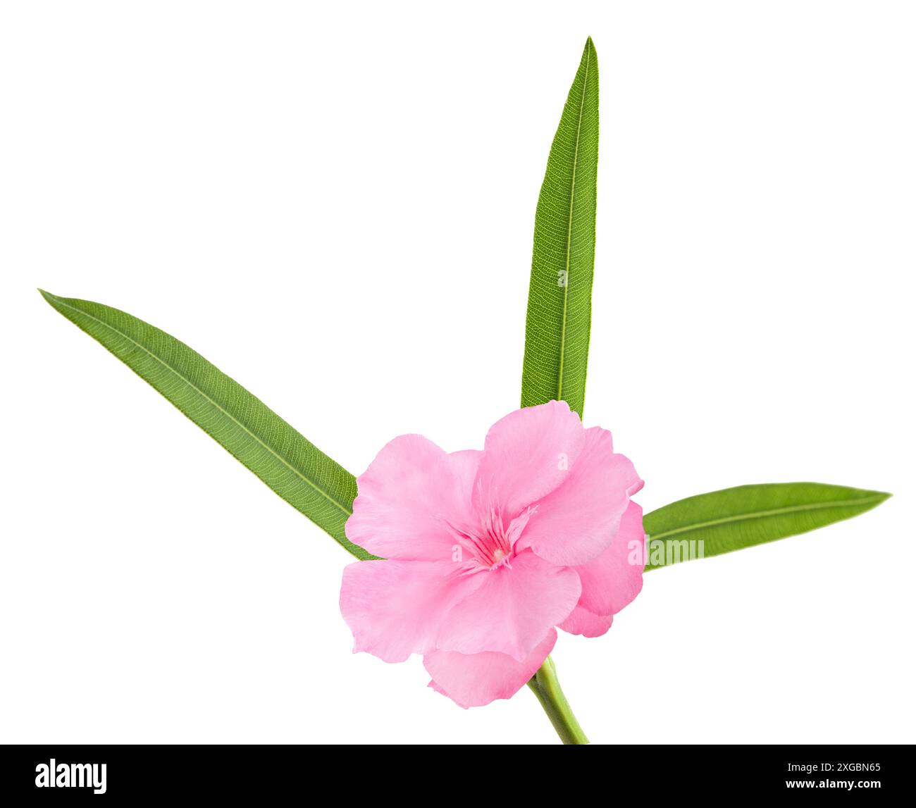 Branche d'oléander avec fleur et feuilles isolées sur blanc Banque D'Images