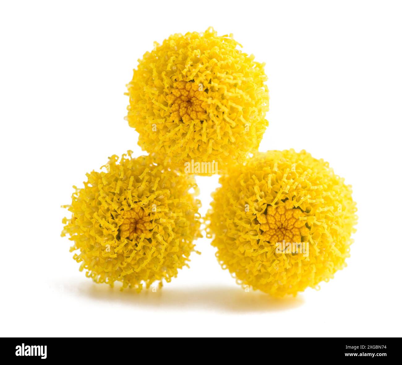 Fleurs de coton lavande isolées sur blanc Banque D'Images