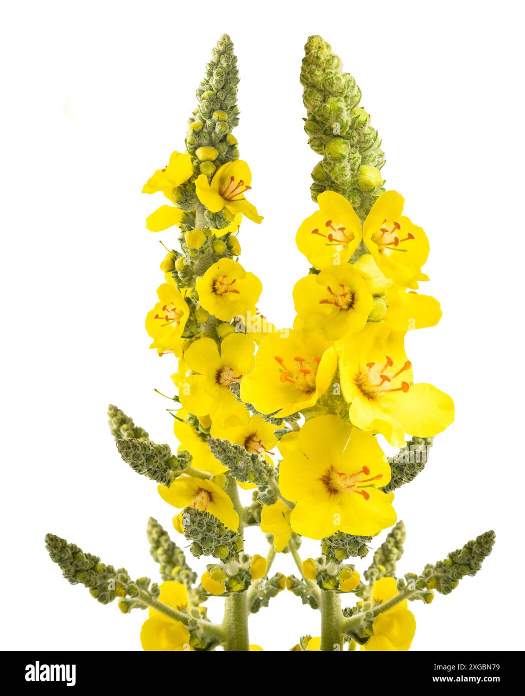 Fleurs de molène isolées sur fond blanc isolées sur fond blanc Banque D'Images