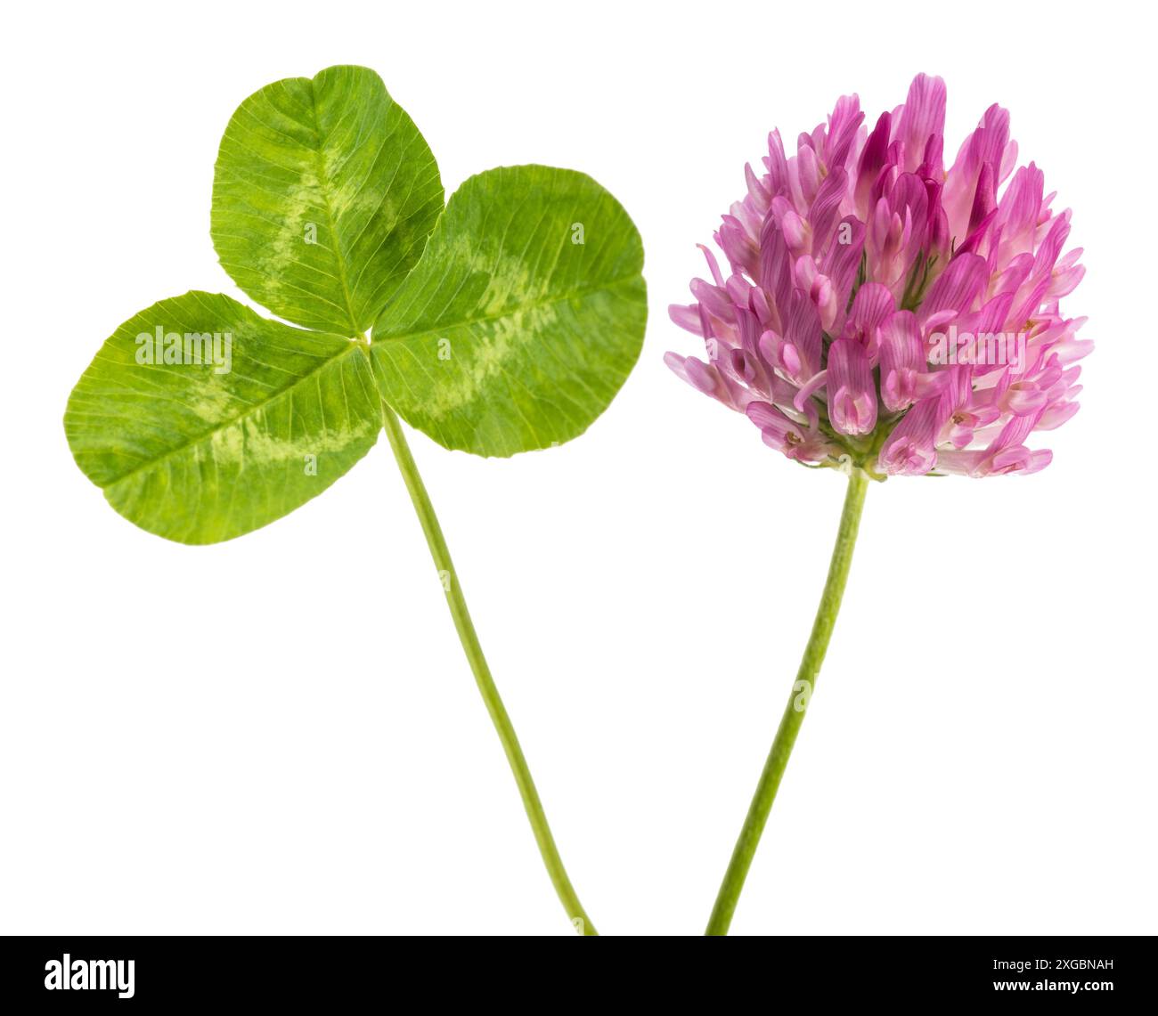 Feuille de trèfle fraîche et fleur isolée sur fond blanc Banque D'Images