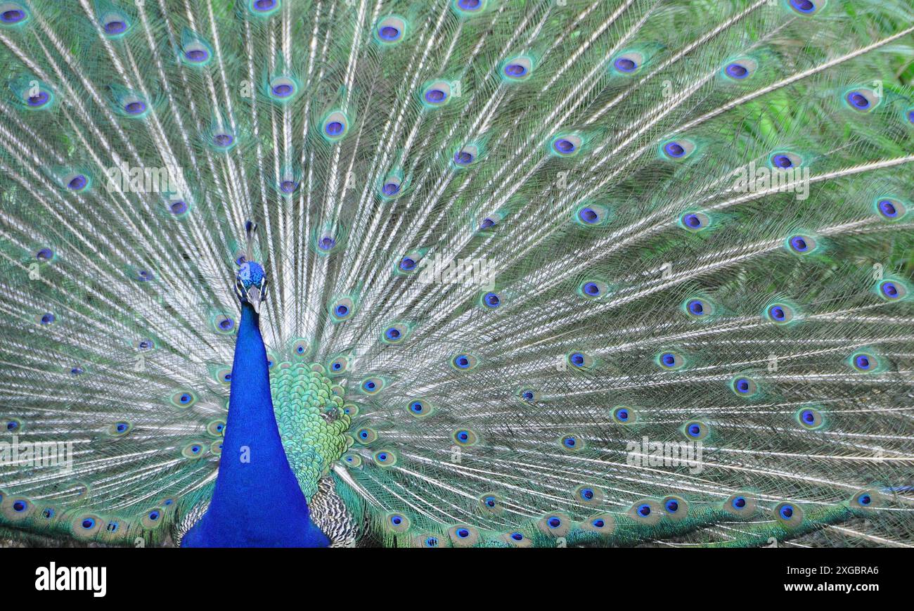 Gros plan du paon sauvage avec plumes affichées Banque D'Images