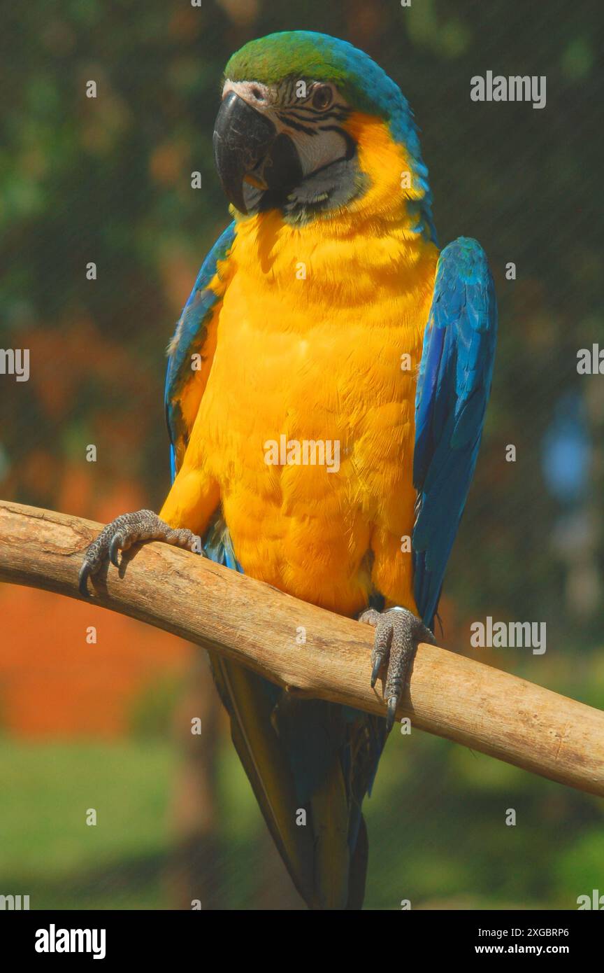 Aras bleu et jaune (Ara ararauna), également connu sous le nom d'aras bleu et doré. Faune brésilienne Banque D'Images