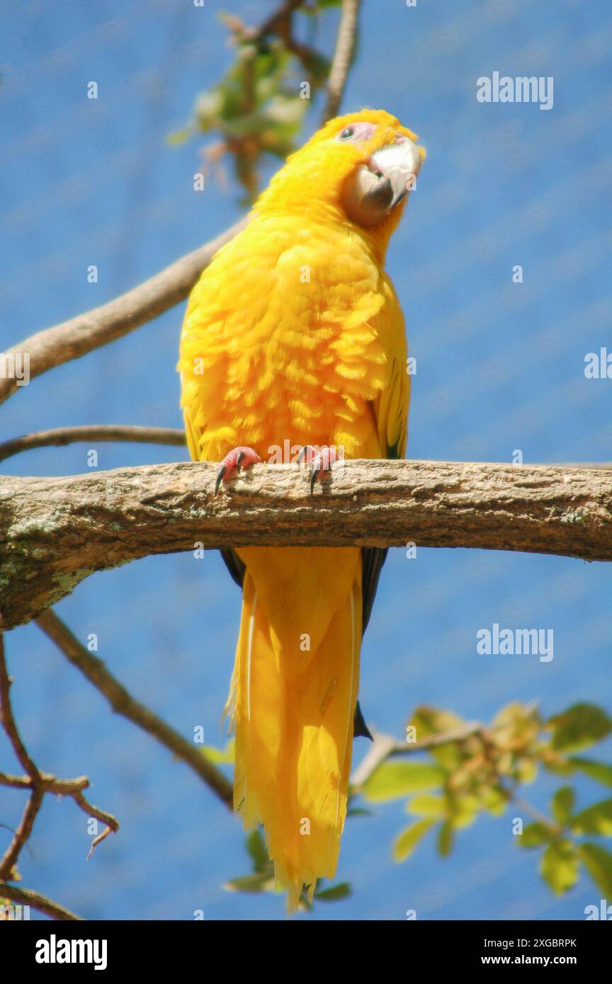 Ararajuba - magnifique oiseau jaune et vert brésilien (aras) Banque D'Images