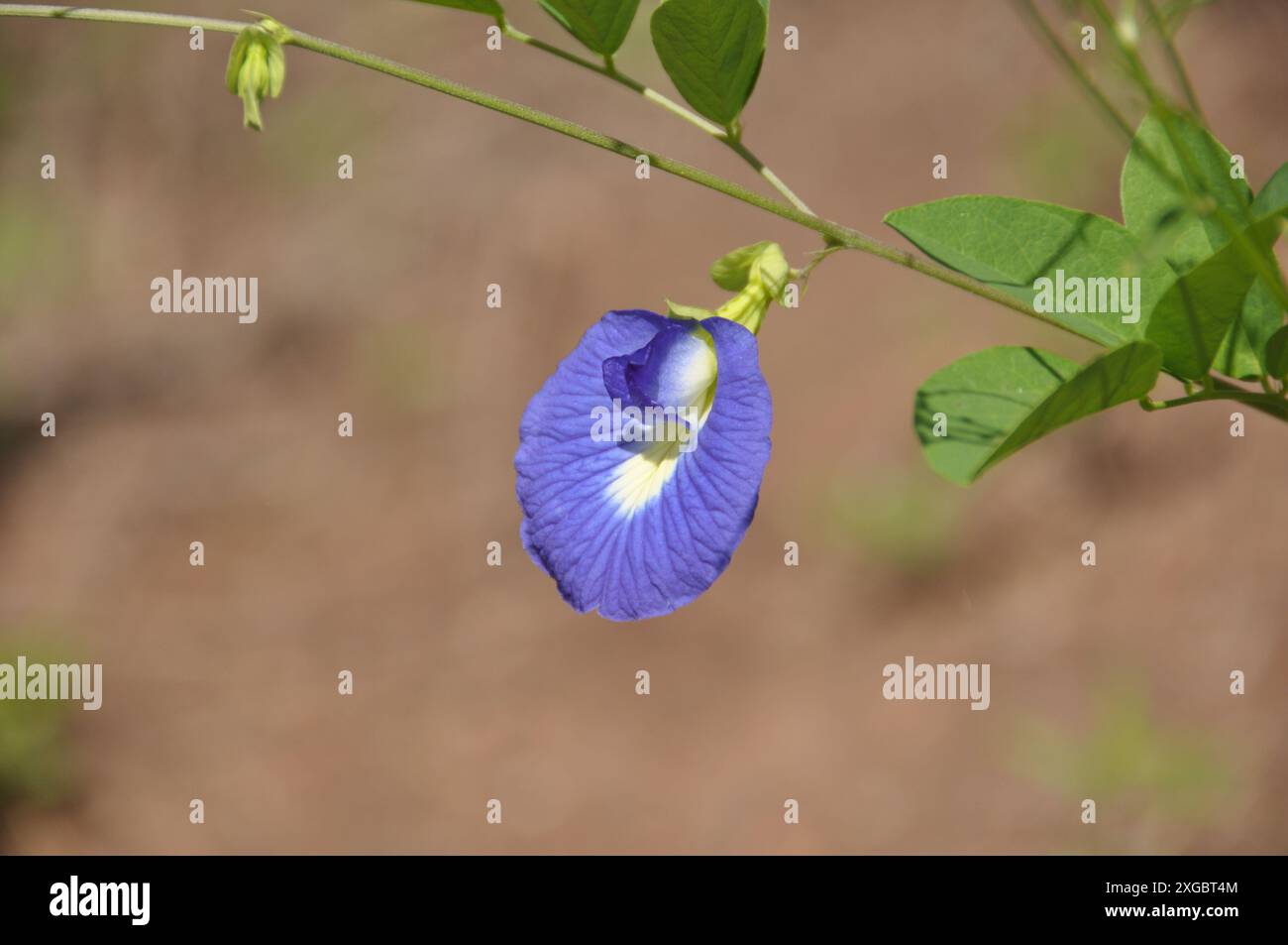 Clitoria ternatea, communément connu sous le nom de pigeonwings asiatiques, bluebellvine, pois bleu, pois papillon, pois papillon, pois Cordofan et Darwin, Cunhã Banque D'Images