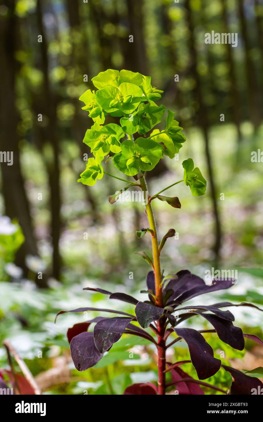 Euphorbia amygdaloides. Éperon de bois avec ses inflorescences vert jaunâtre. Banque D'Images Euphorbia amygdaloides. Éperon de bois avec ses inflorescences vert jaunâtre. Banque D'Images