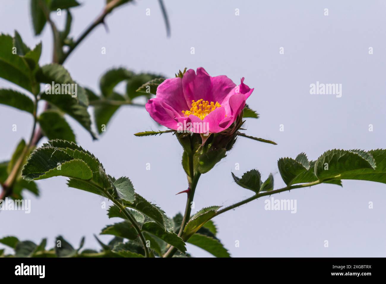 La rose de chien, Rosa canina, est une plante médicinale importante avec des fleurs roses ou blanches et est utilisée en médecine. C'est une rose sauvage et a des fruits rouges de rose musquée Banque D'Images