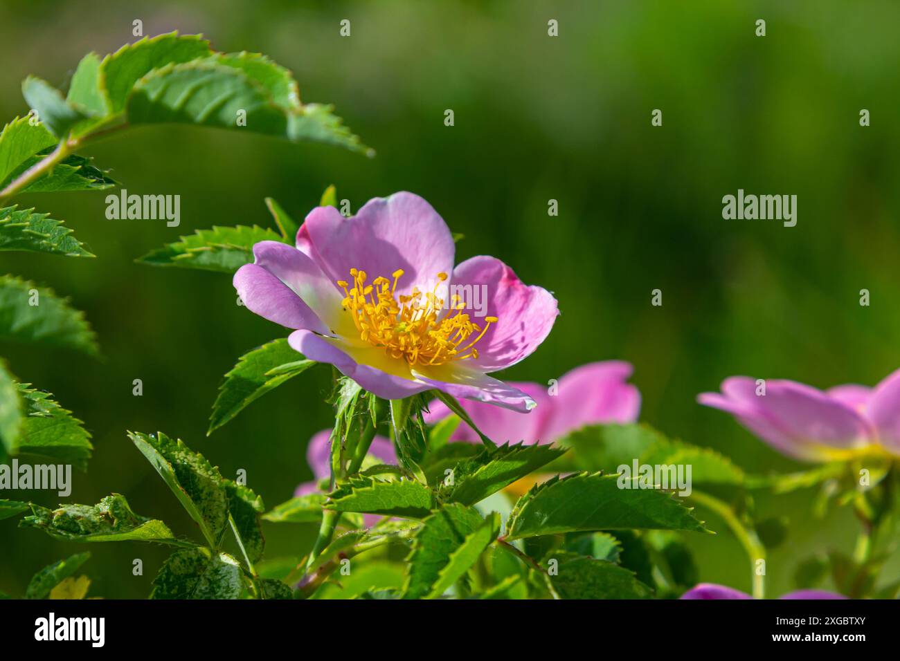 La rose de chien, Rosa canina, est une plante médicinale importante avec des fleurs roses ou blanches et est utilisée en médecine. C'est une rose sauvage et a des fruits rouges de rose musquée Banque D'Images