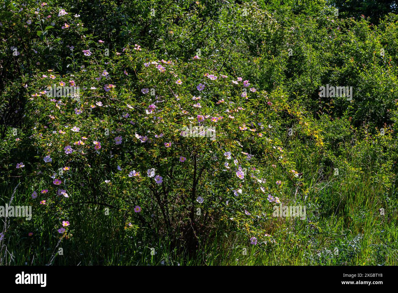 La rose de chien, Rosa canina, est une plante médicinale importante avec des fleurs roses ou blanches et est utilisée en médecine. C'est une rose sauvage et a des fruits rouges de rose musquée Banque D'Images