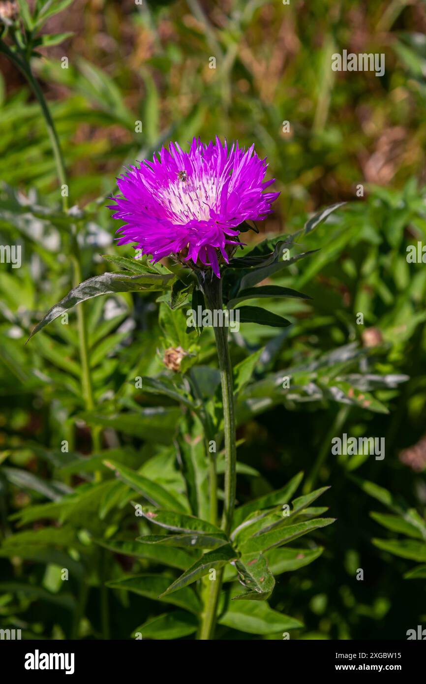 Psephellus dealbatus Psephellus dealbatus est une plante herbacée, une espèce du genre Psephellus , famille des Asteraceae. Banque D'Images