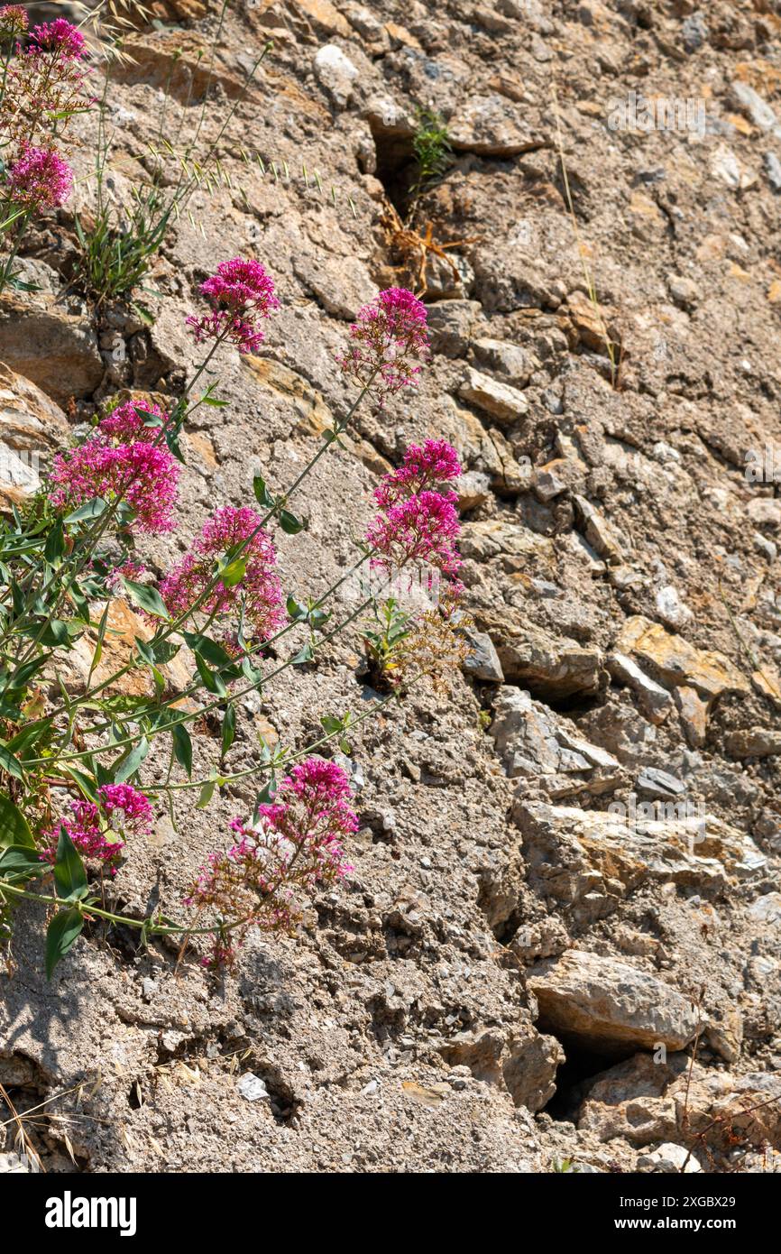 Valériane rouge, Centranthus ruber poussant dans une paroi rocheuse Banque D'Images