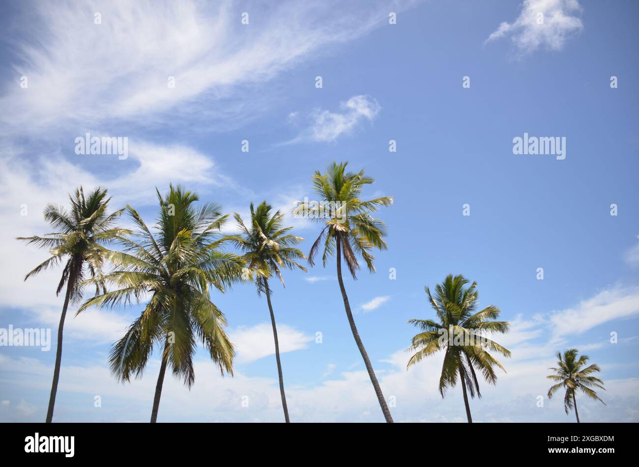 Fermer arbres de noix de coco sur la plage tropicale, ciel bleu jour de vacances d'été. cocotier palmier Banque D'Images