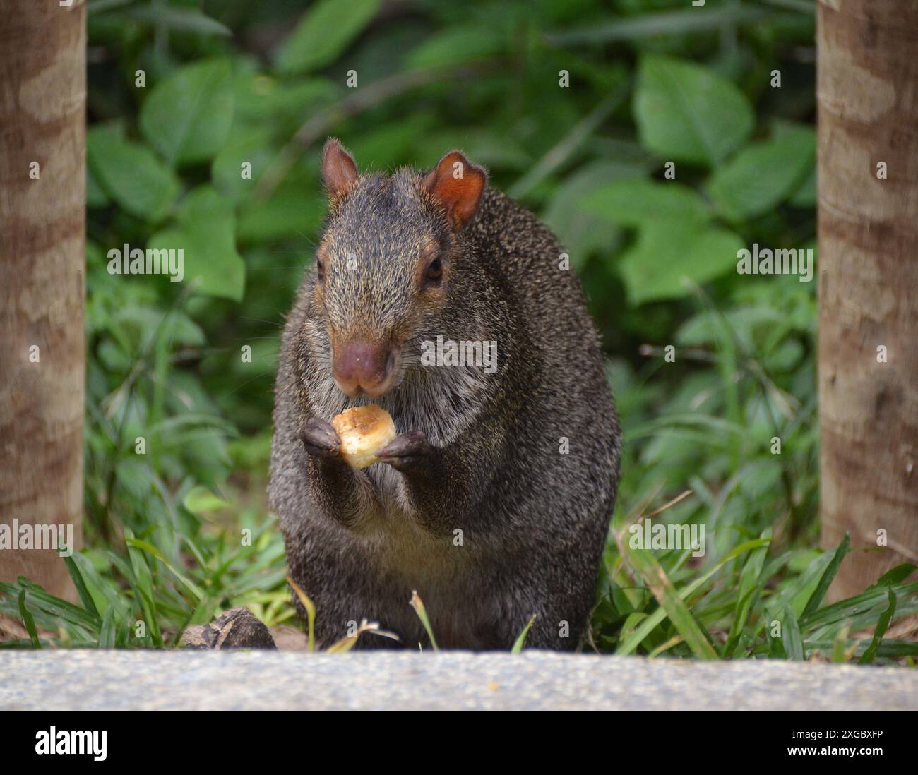 Azara agouti est une espèce de rongeur nocturne de taille moyenne de la famille des Dasyproctidae Banque D'Images