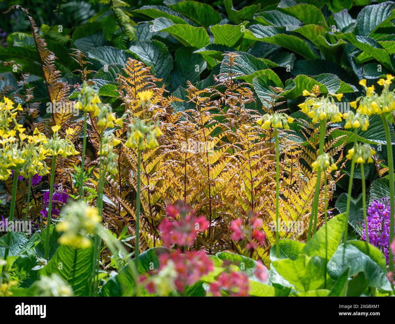 Fougère Dryopteris rétroéclairée avec ses frondes de couleur bronze poussant dans un jardin britannique. Banque D'Images