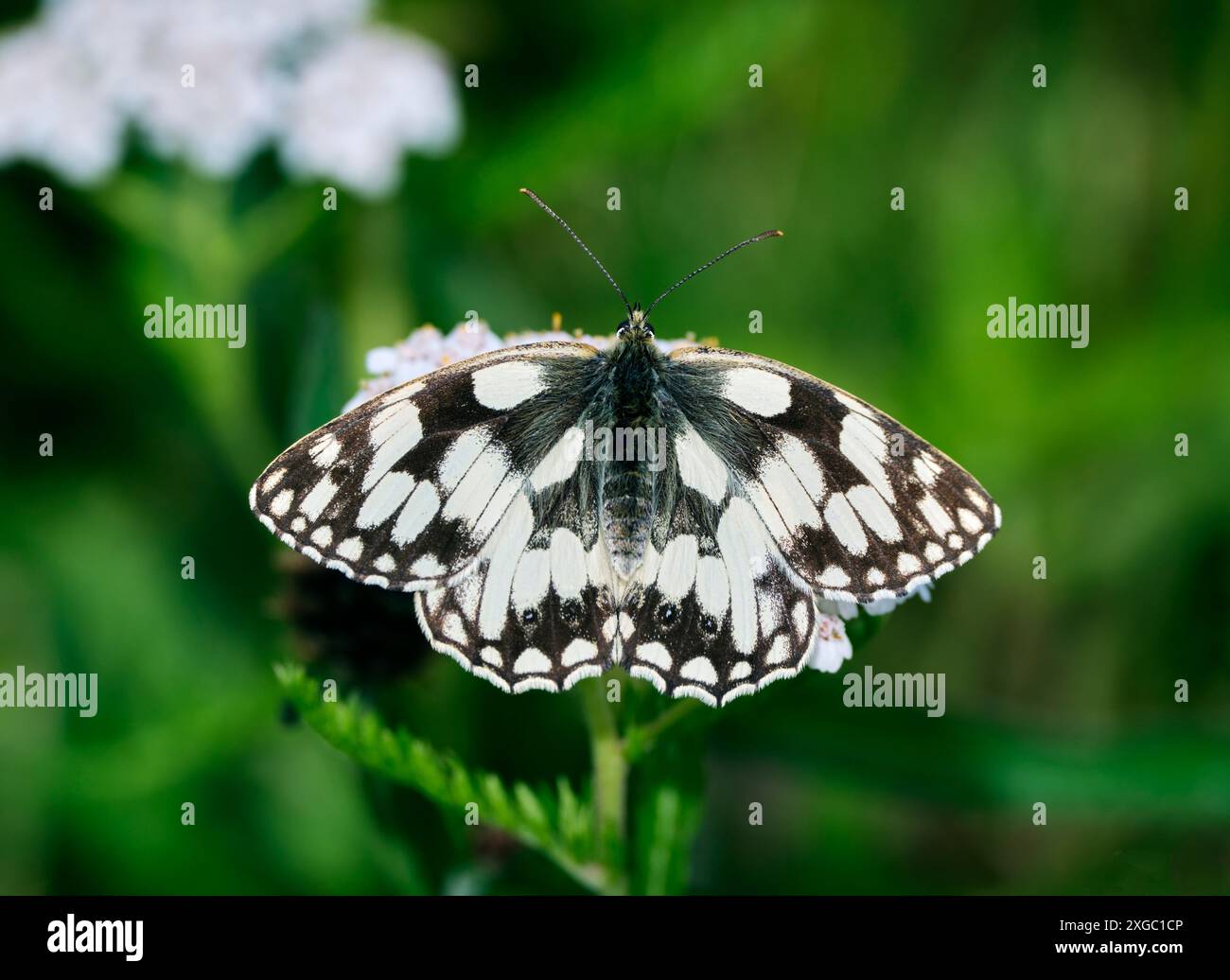Nectaring blanc marbré sur fleurs Yarrow. Réserve naturelle des réservoirs de Molesey, West Molesey, Surrey, Angleterre. Banque D'Images