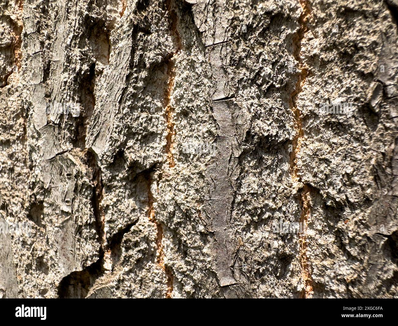 Fond vertical de texture d'écorce d'arbre fissuré Banque D'Images