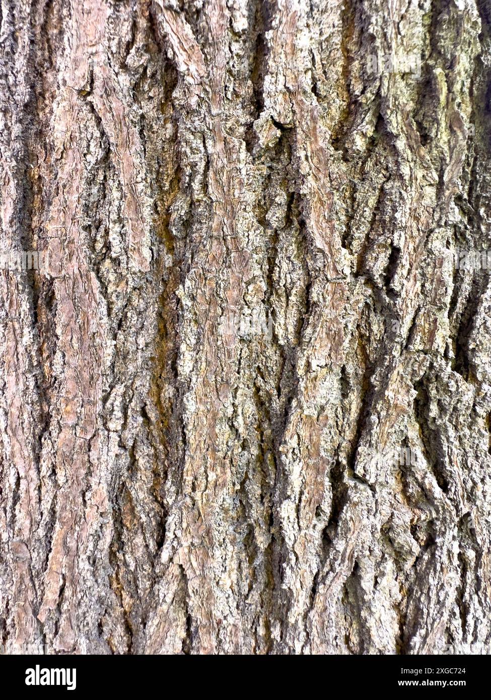 Fond vertical détaillé de texture d'écorce d'arbre de peuplier Banque D'Images