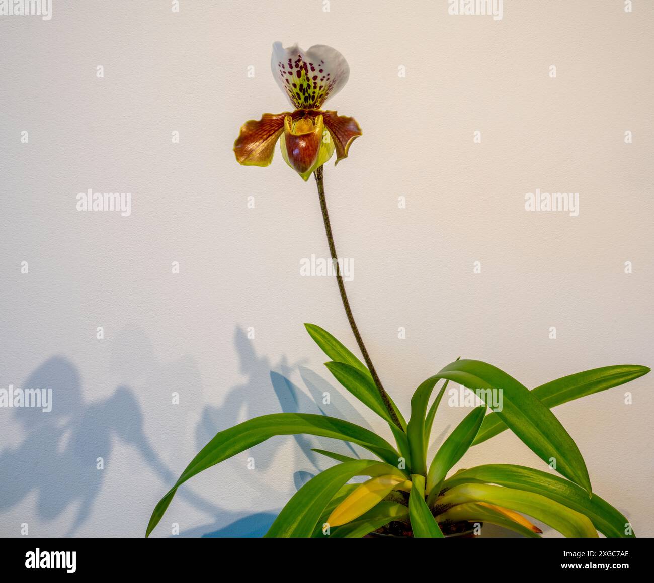 Gros plan d'un Paphiopedilum fleuri, Lady`s Slipper. Pantoufle Vénus ou orchidée calleuse (Paphilopedium) Banque D'Images