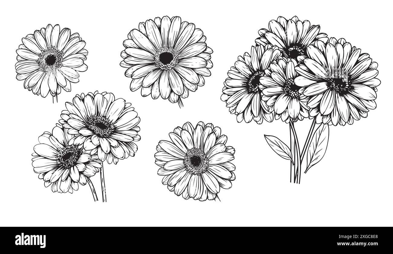 Gerbera noir et blanc, fleur dessinée à la main, Barberton Marguerite, fleur, Gerbera Transvaal Marguerite Illustration de Vecteur