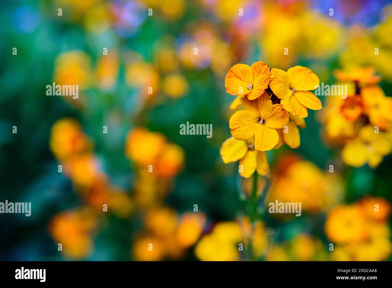 Wallflower ou Erysimum cheiri jaune de France Banque D'Images