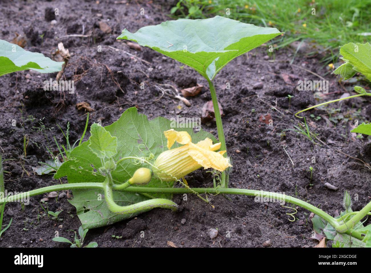 06.09.2020 Hokaido Kürbis Deutschland/ Sachsen Anhalt/ Altmark/ Altmarkkreis Salzwedel/ Stadt Klötze/ Ortsteil Kusey/ Garten/ Hokaidokürbis Pflanze/ Kürbis/ Frucht/ Blüte *** 06 09 2020 Hokaido Pumpkin Allemagne Saxe Anhalt Altmark Altmarkkreis Salzwedel ville Klötze quartier Kusey jardin Kusey Hokaido Pumpkin plante de citroum Banque D'Images