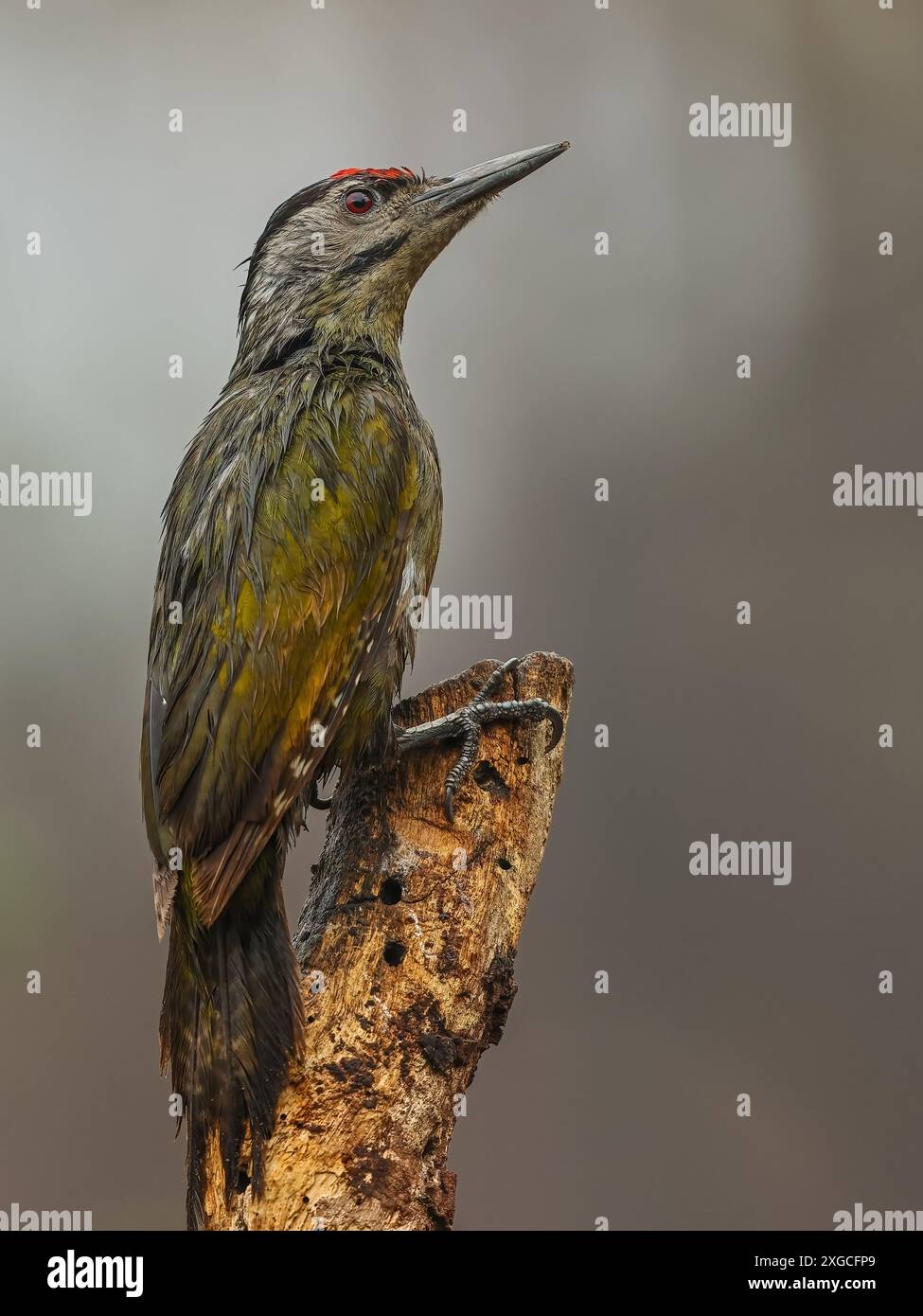 Pic-bois à tête grise - Un poisson couramment trouvé dans toute la chaîne de l'Himalaya de l'Inde. Banque D'Images