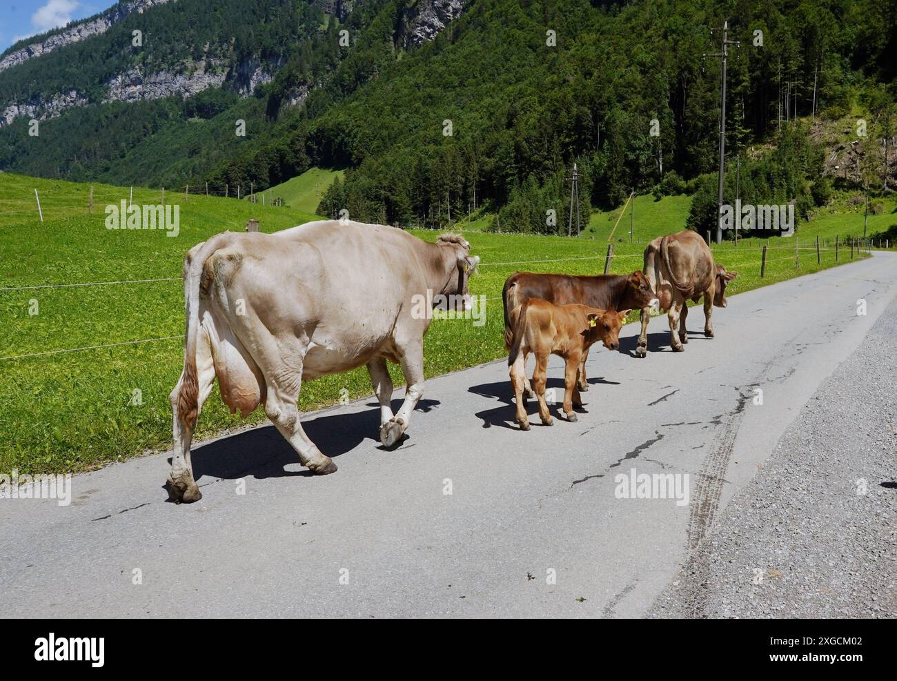 Anton Geisser 08.07.2024 OW Schweiz. Bild : Kuh mit Kaelber auf einer Strasse *** Anton Geisser 08 07 2024 OW Suisse vache photo avec veau sur une route Banque D'Images