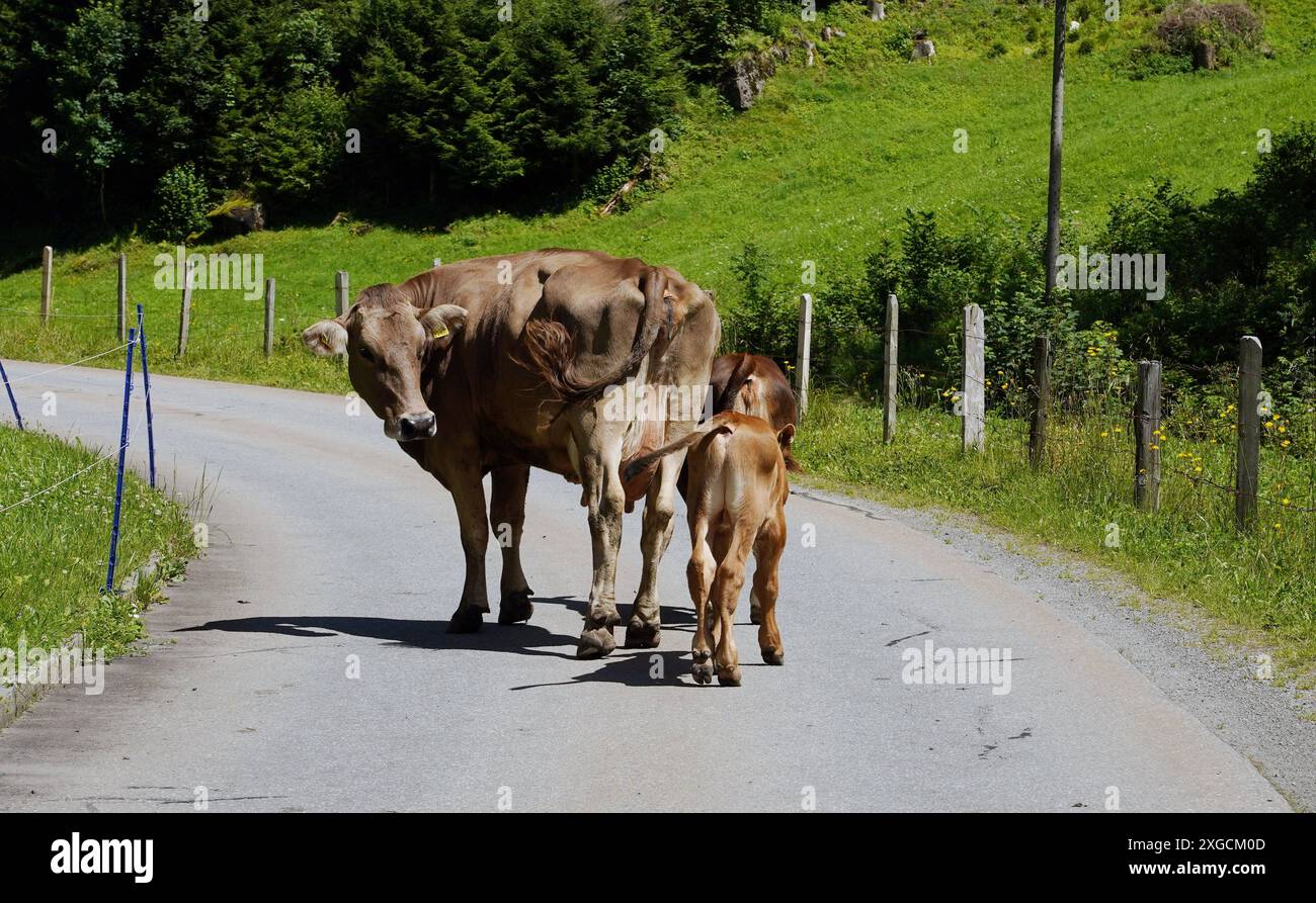 Anton Geisser 08.07.2024 OW Schweiz. Bild : Kuh mit Kaelber auf einer Strasse *** Anton Geisser 08 07 2024 OW Suisse vache photo avec veau sur une route Banque D'Images