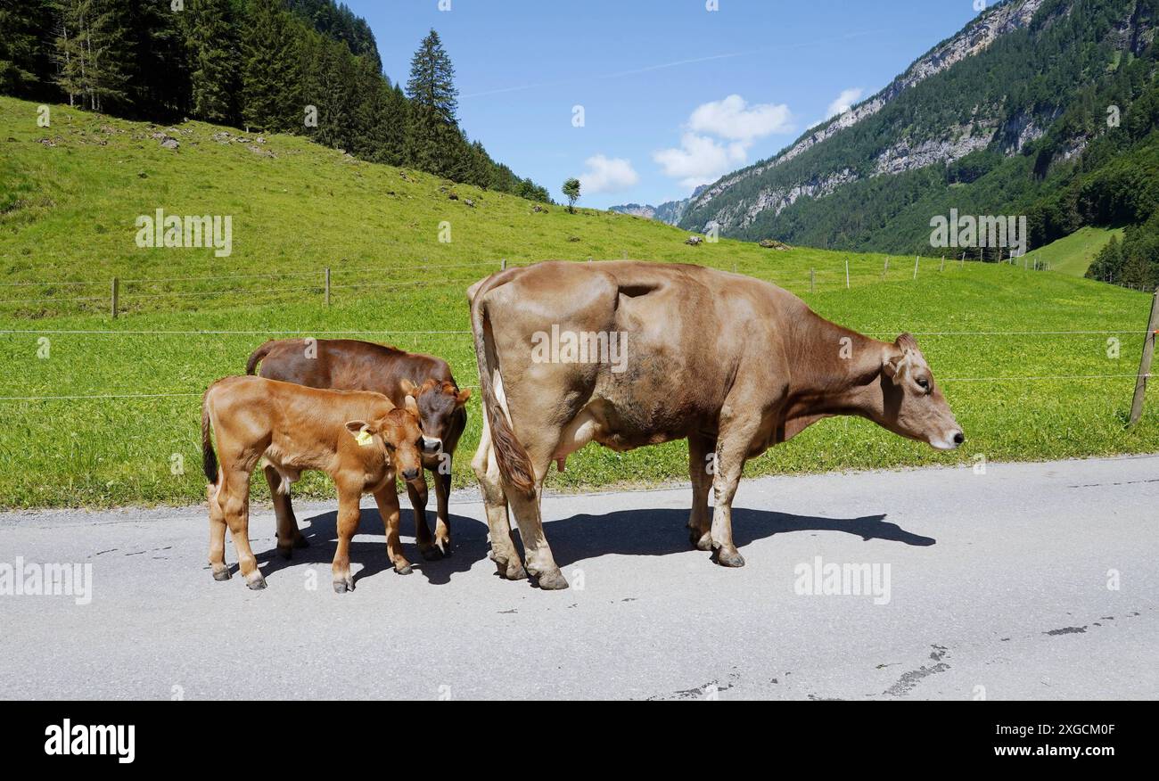 Anton Geisser 08.07.2024 OW Schweiz. Bild : Kuh mit Kaelber auf einer Strasse *** Anton Geisser 08 07 2024 OW Suisse vache photo avec veau sur une route Banque D'Images