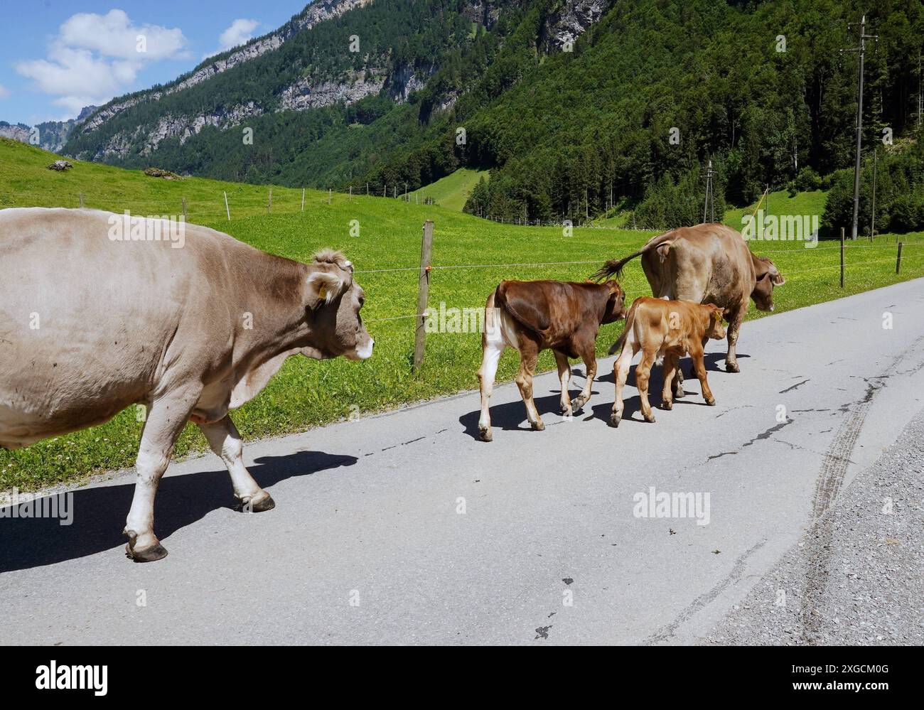 Anton Geisser 08.07.2024 OW Schweiz. Bild : Kuh mit Kaelber auf einer Strasse *** Anton Geisser 08 07 2024 OW Suisse vache photo avec veau sur une route Banque D'Images