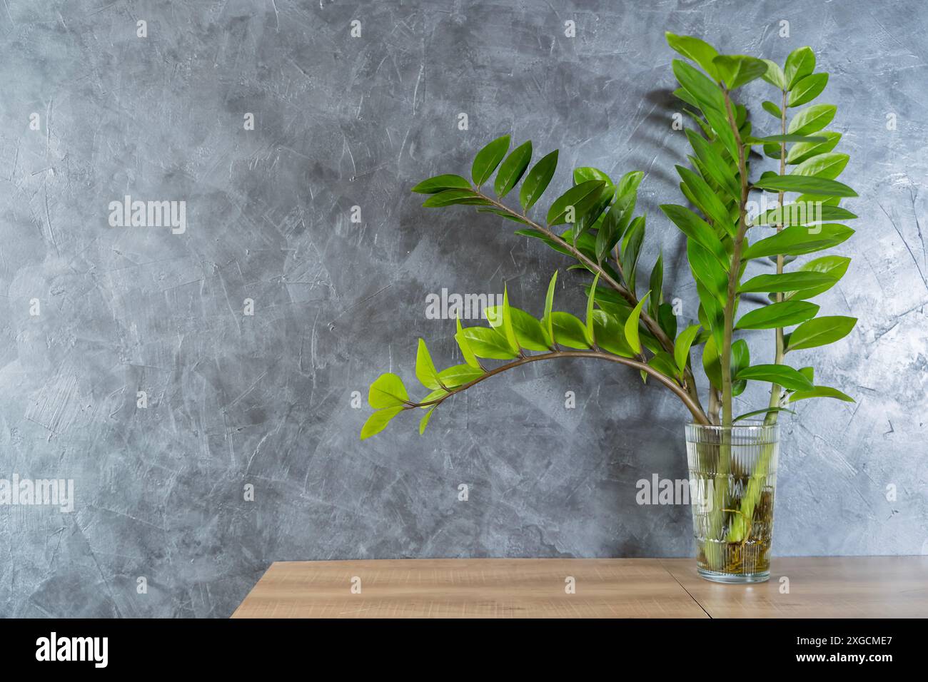 Une plante en pot sur une table en bois dans un salon moderne. La plante est verte avec de grandes feuilles brillantes. Les feuilles sont disposées en spirale, g Banque D'Images