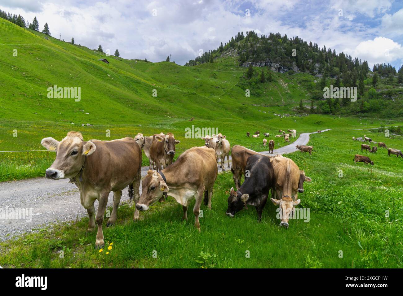 Vache brune sur le pâturage dans les Alpes de Bregenzerwald, vache sans cornes se tient devant moi, troupeau de vaches mange dans le pré et les veaux se reposent, Banque D'Images