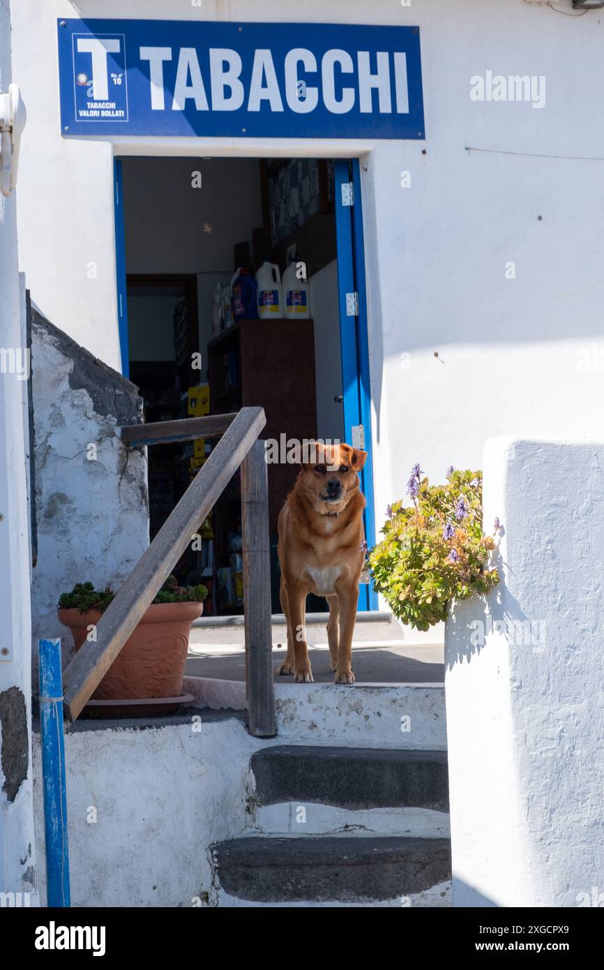 Chien attentif debout devant kioski, village de Stromboli, île de Stromboli, îles éoliennes, Italie Banque D'Images