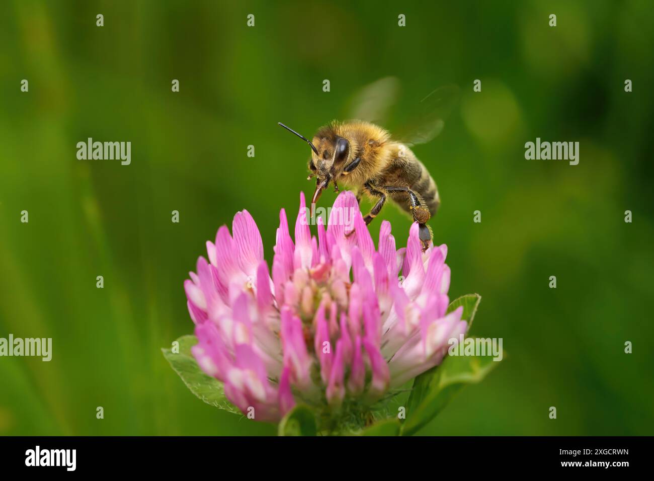 Abeille bourdonnante avec proboscis étendu sur une fleur de trèfle rose Banque D'Images