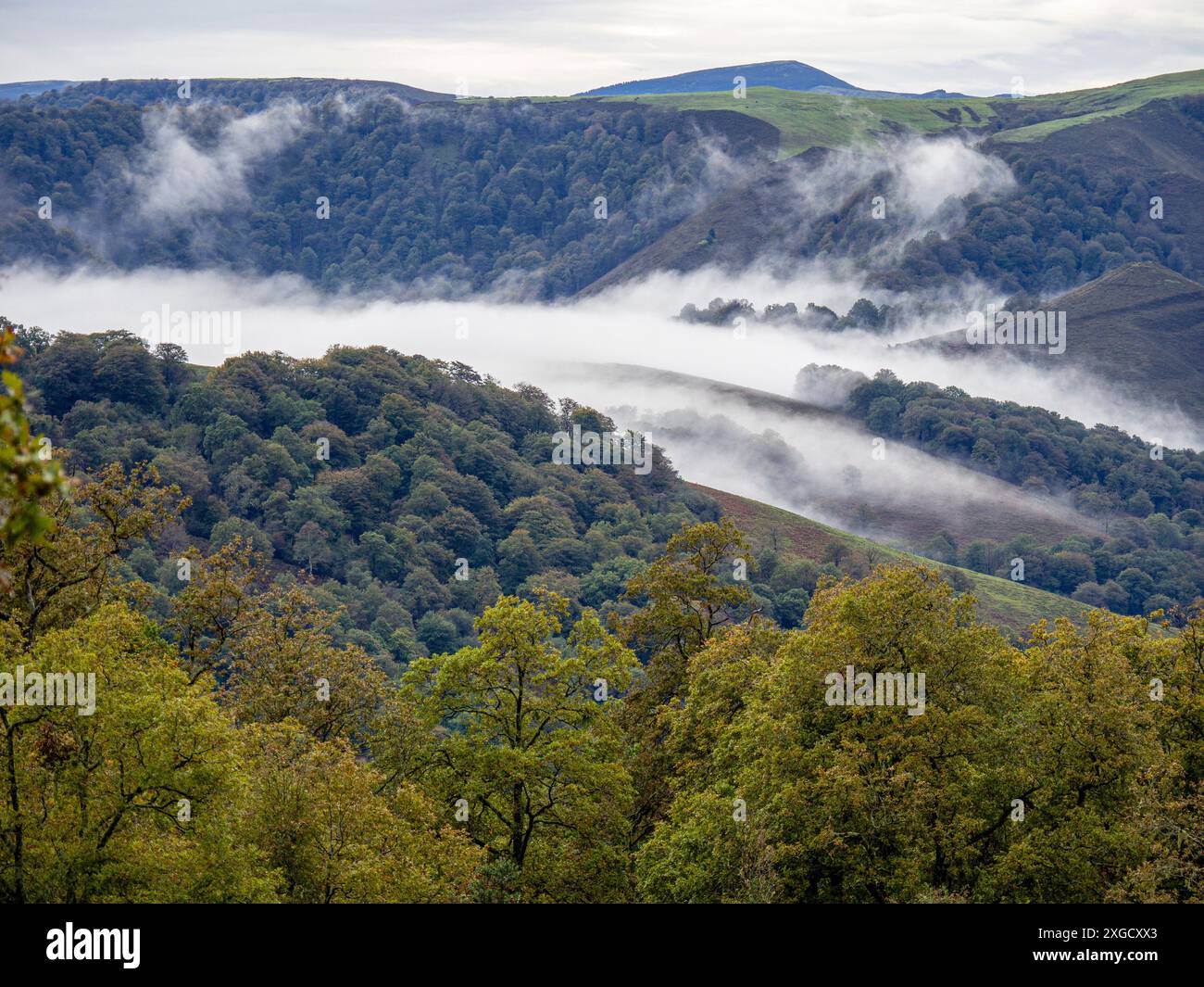 Brouillard, parc naturel de Saja-Besaya, Cantabrie, Espagne. Banque D'Images