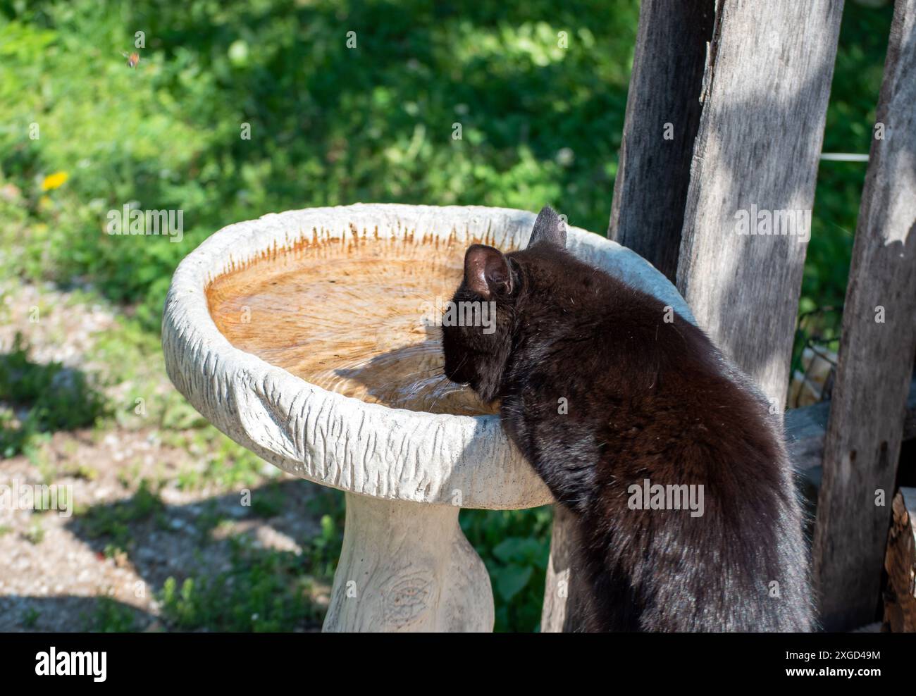 Un chat noir s'aide à boire un verre d'eau claire propre au bain d'oiseaux à côté d'une clôture en bois rustique dans le Missouri. Bokeh. Banque D'Images