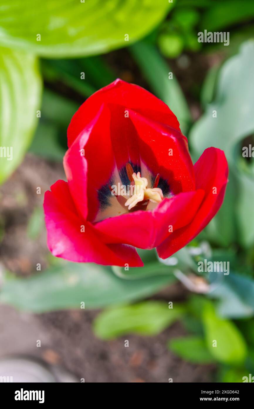 tulipe de jardin unique rouge, vue d'en haut, feuilles en arrière-plan Banque D'Images