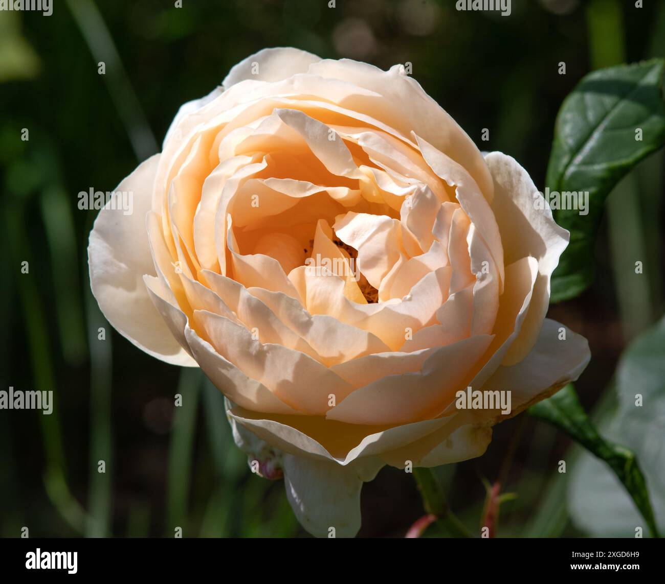 Rosa Jude l'obscure Banque D'Images