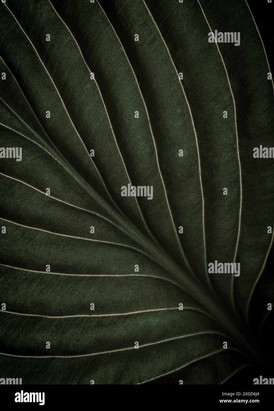 Gros plan macro de feuille de jungle tropicale vert sauge avec texture veines, concept stylisé de fond de nature naturelle terreuse chic avec espace de copie Banque D'Images