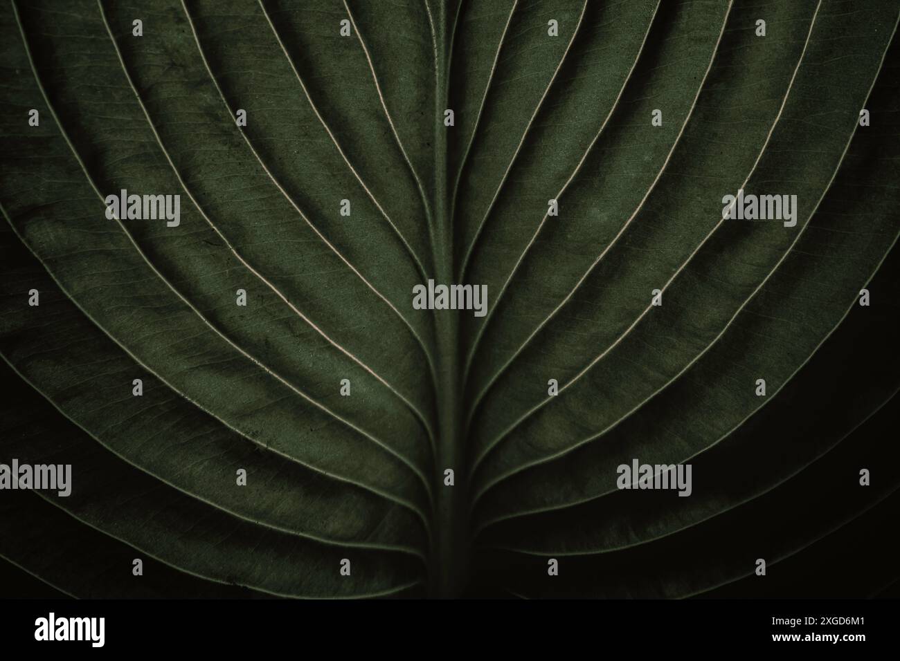 Gros plan macro de feuille de jungle tropicale vert sauge avec texture veines, concept stylisé de fond de nature naturelle terreuse chic avec espace de copie Banque D'Images