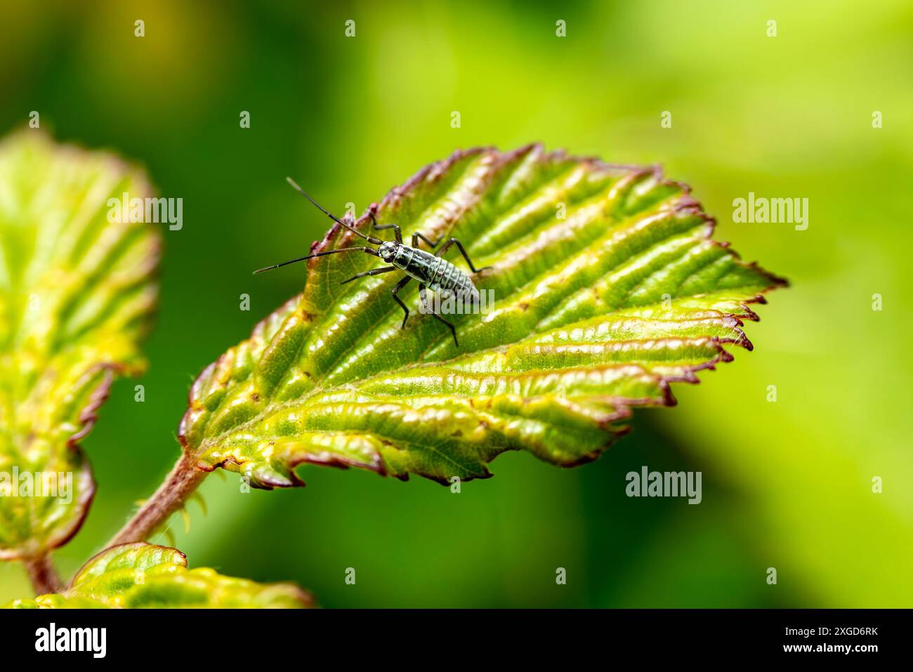 Insecte de plante de prairie (leptopterna dolabrata) insecte nymphe insecte couramment trouvé dans les zones herbeuses et peut être un ravageur de jardin pour l'herbe de pelouse du jardinier, stock pho Banque D'Images