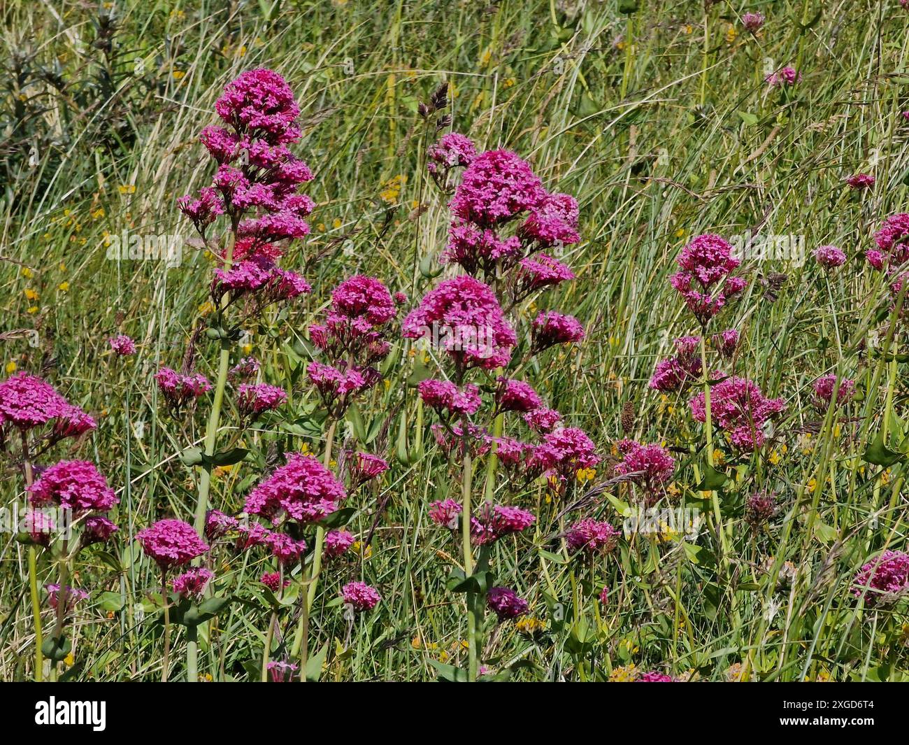 Centranthus Ruber (Valeriana Rossa) une plante à fleurs d'été avec une fleur rouge rose d'été communément appelée Valériane rouge qui est un bu de fleurs sauvages Banque D'Images