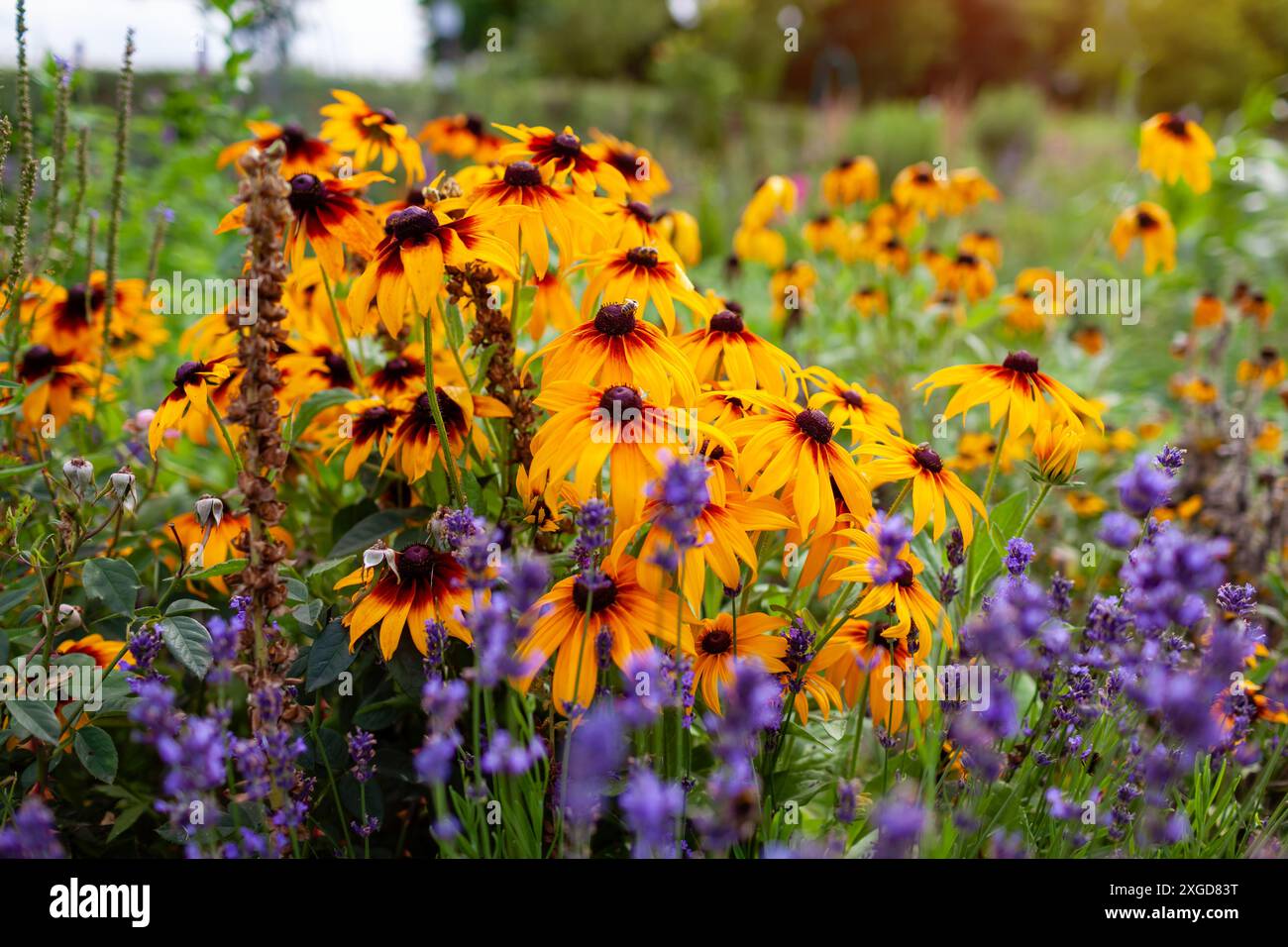 Black Eyed Susan rudbeckia fleurs de cône fleurissant dans le jardin d'été par la lavande et les roses. Fleur jaune pleine d'abeilles Banque D'Images