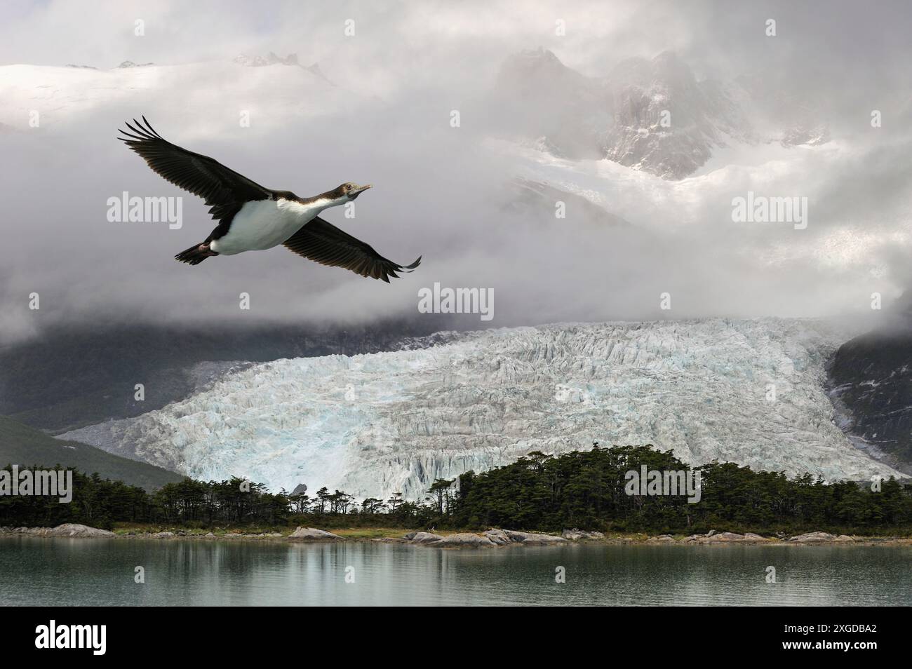 Glacier Pia, Cordillère Darwin, branche nord-est du canal Beagle, Terre de feu, Patagonie, Chili, Amérique du Sud Banque D'Images