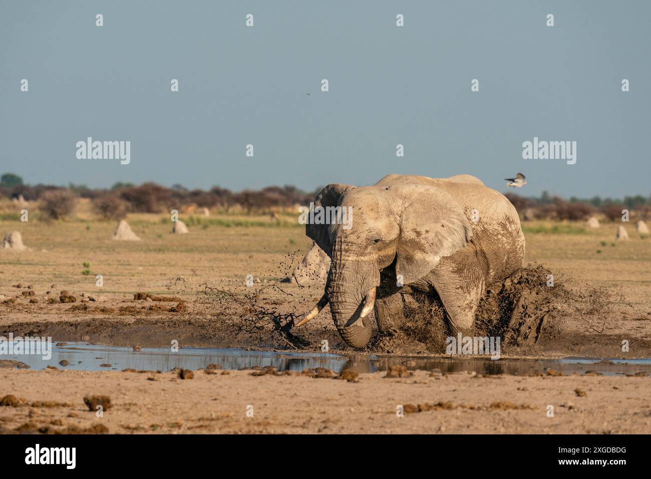 Éléphant d'Afrique (Loxodonta africana) au point d'eau, parc national de Nxai Pan, Botswana, Afrique Banque D'Images
