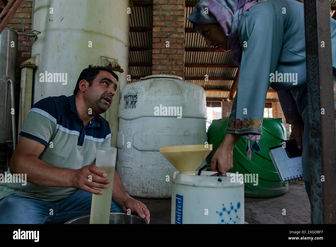 Un travailleur mesure l'huile de lavande traitée dans une distillerie de Pulwama. Les champs de lavande du Cachemire, nourris par les hivers frais et les étés chauds de la région, illustrent le succès de la « Mission Aroma ». Ces champs dynamiques renforcent l’économie locale avec des produits à base de lavande très demandés, créant des emplois et augmentant les revenus. Sur le plan environnemental, ils préservent les sols et favorisent la biodiversité. Les huiles essentielles de lavande offrent des bienfaits pour la santé en aromathérapie et en cosmétique, ce qui en fait une culture précieuse et bénéfique pour la vallée pittoresque. Banque D'Images