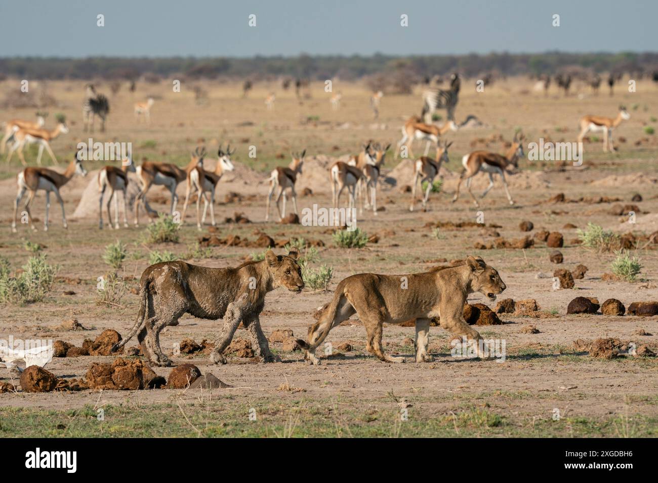 Alerte Springboks (Antidorcas marsupialis) observant des lions oursons (Panthera leo), Parc national de Nxai Pan, Botswana, Afrique Banque D'Images