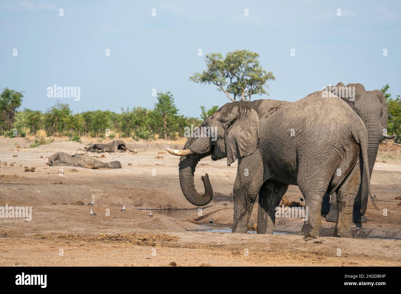 Deux éléphants d'Afrique (Loxodonta africana) buvant dans un point d'eau avec deux carcasses d'éléphants qui sont morts à cause de la sécheresse, Savuti, Chobe National P Banque D'Images